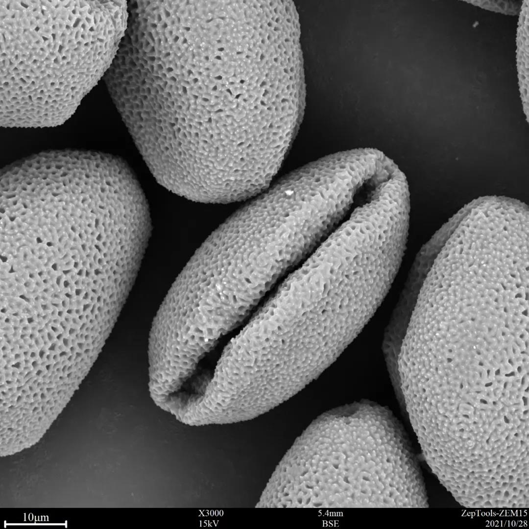 ZEM15带你看世界——台式扫描电镜下的葱莲花粉