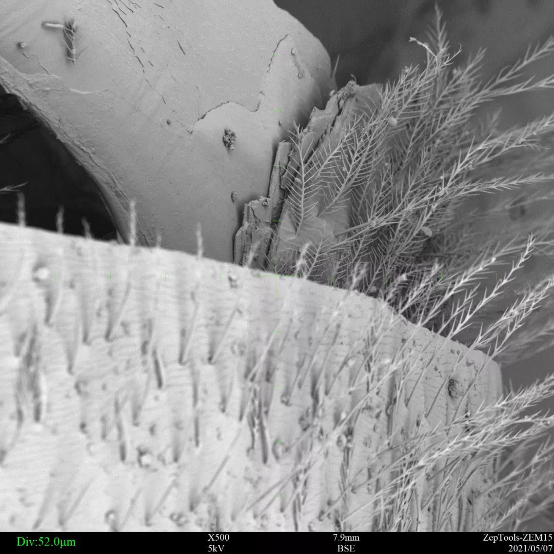 扫描电镜观察蜜蜂的携粉足
