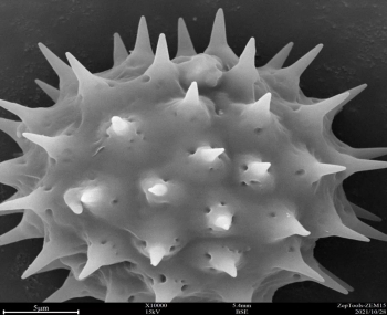 ZEM15带你看世界——台式扫描电镜下的菊花花粉