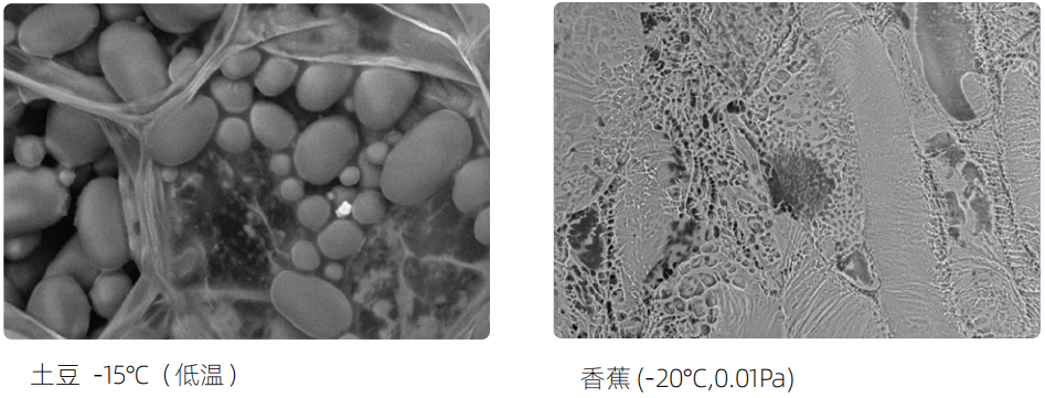 电子显微镜技术 电子显微镜技术