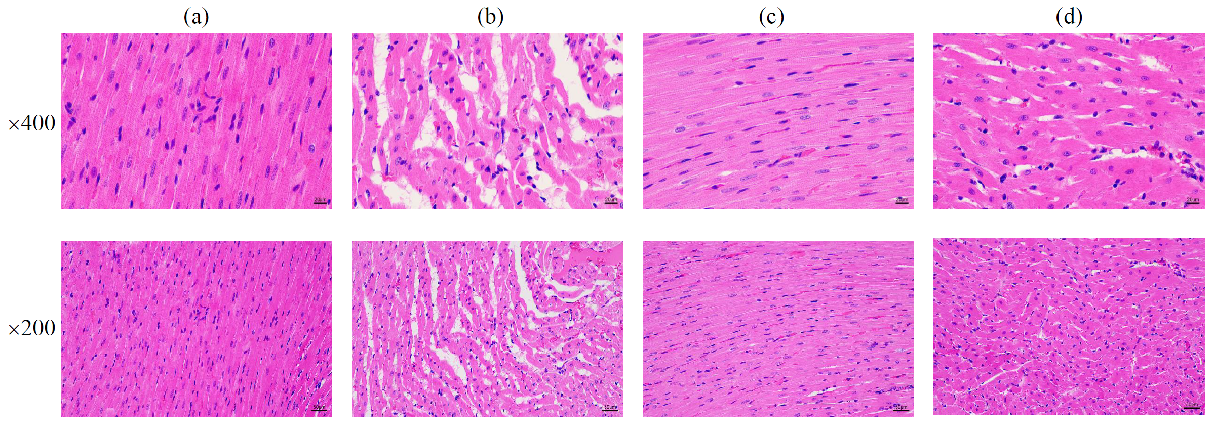 泽攸科技ZEM系列扫描电镜