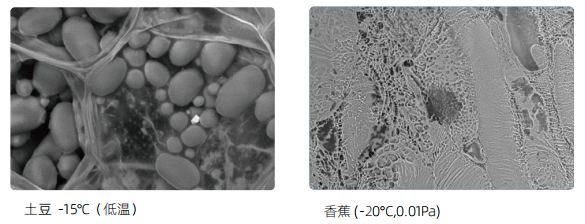 台式扫描电镜 台式扫描电镜