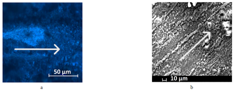 泽攸科技ZEM系列扫描电镜